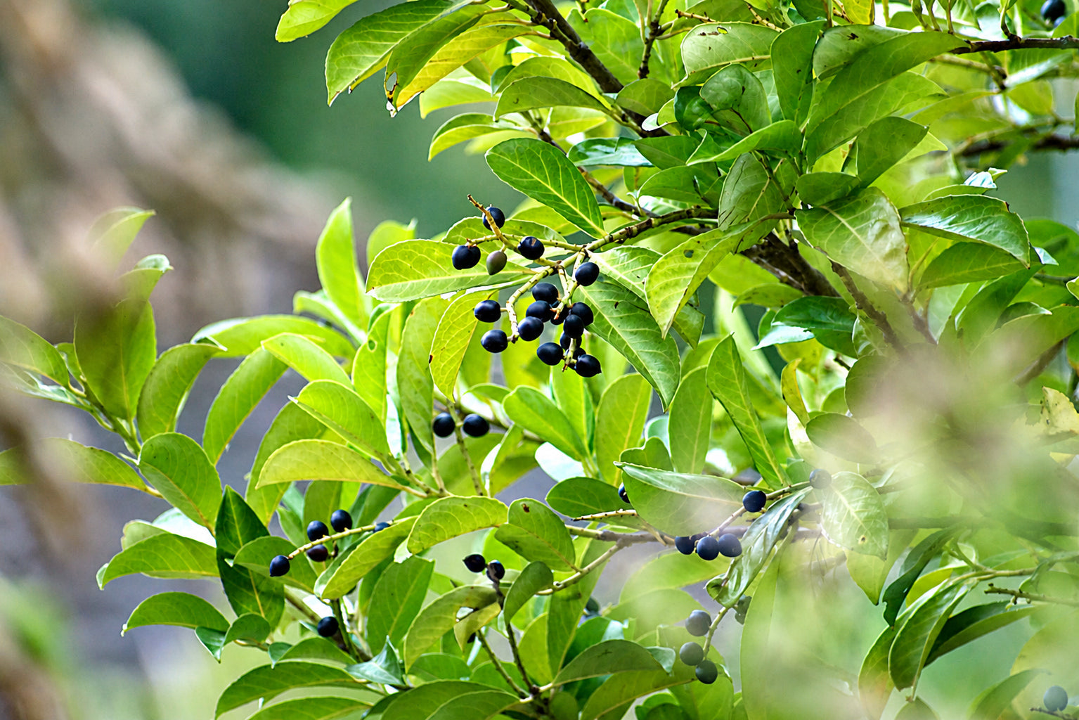 Green berries and leaves photographed in Britain by Alan Pick
