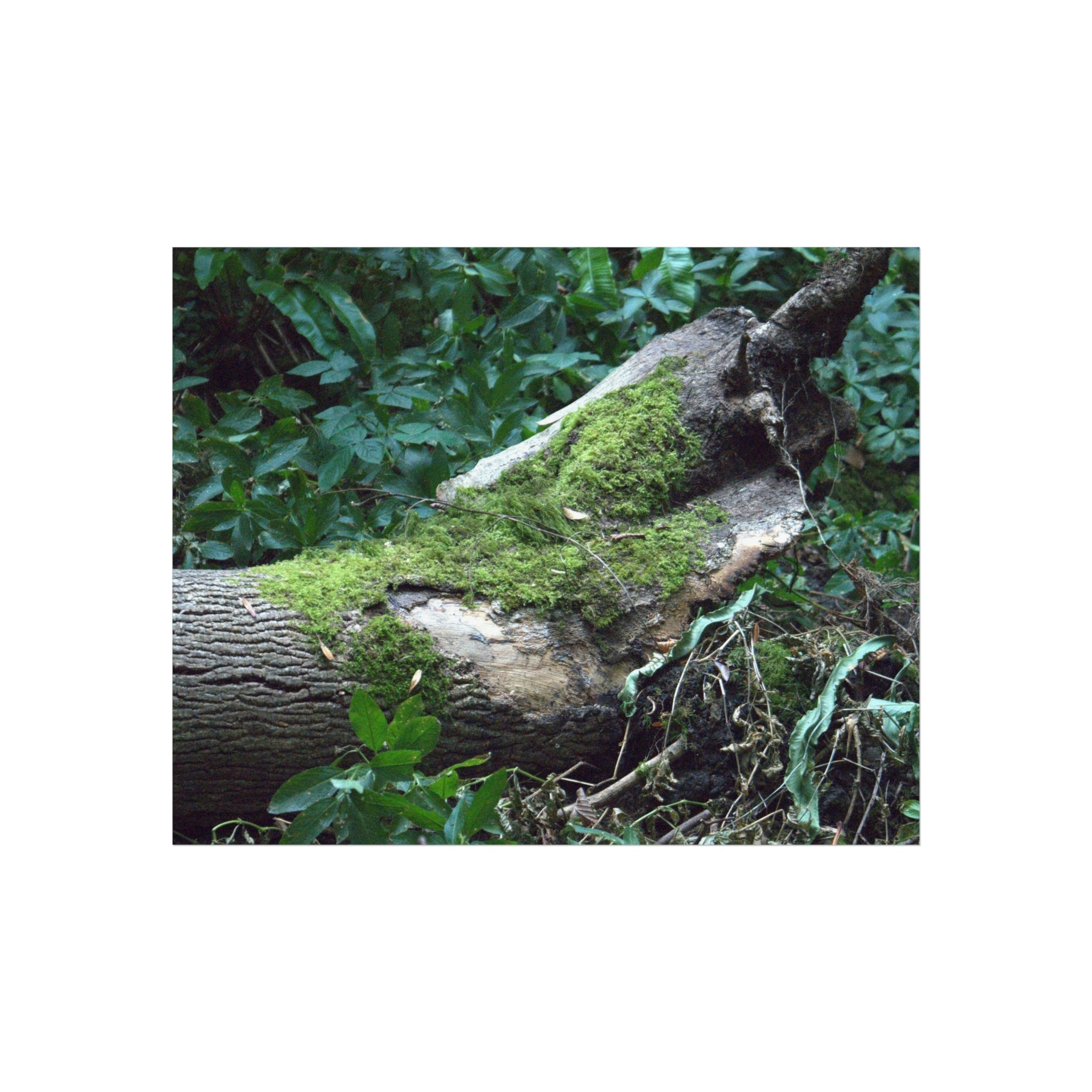 Mossy Woodland original forest photograph