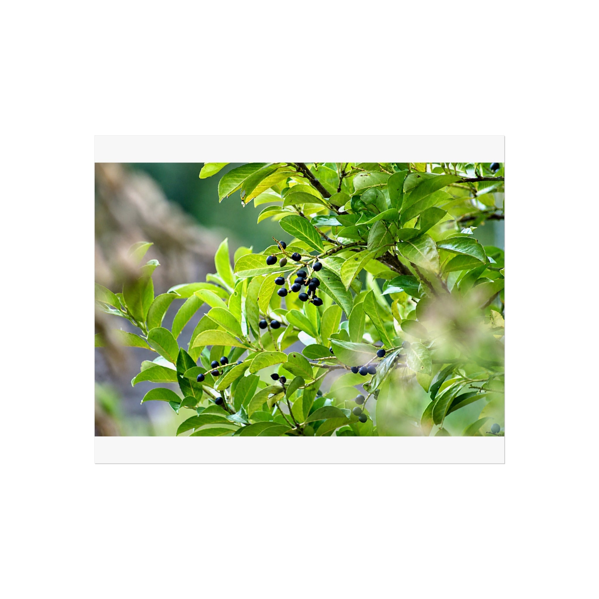 Nature Study original botanical photograph