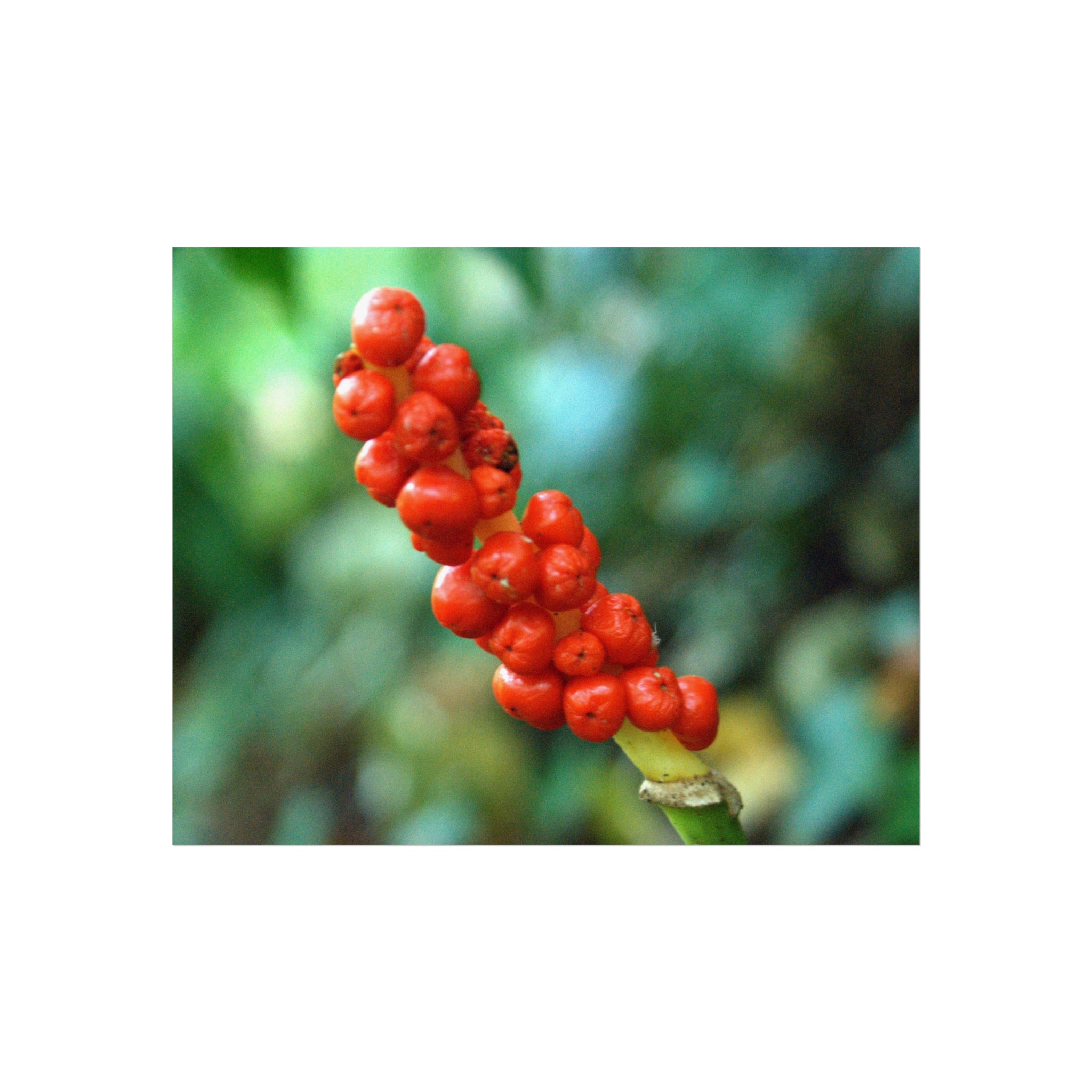 Scarlet Woodland Berries original botanical photograph