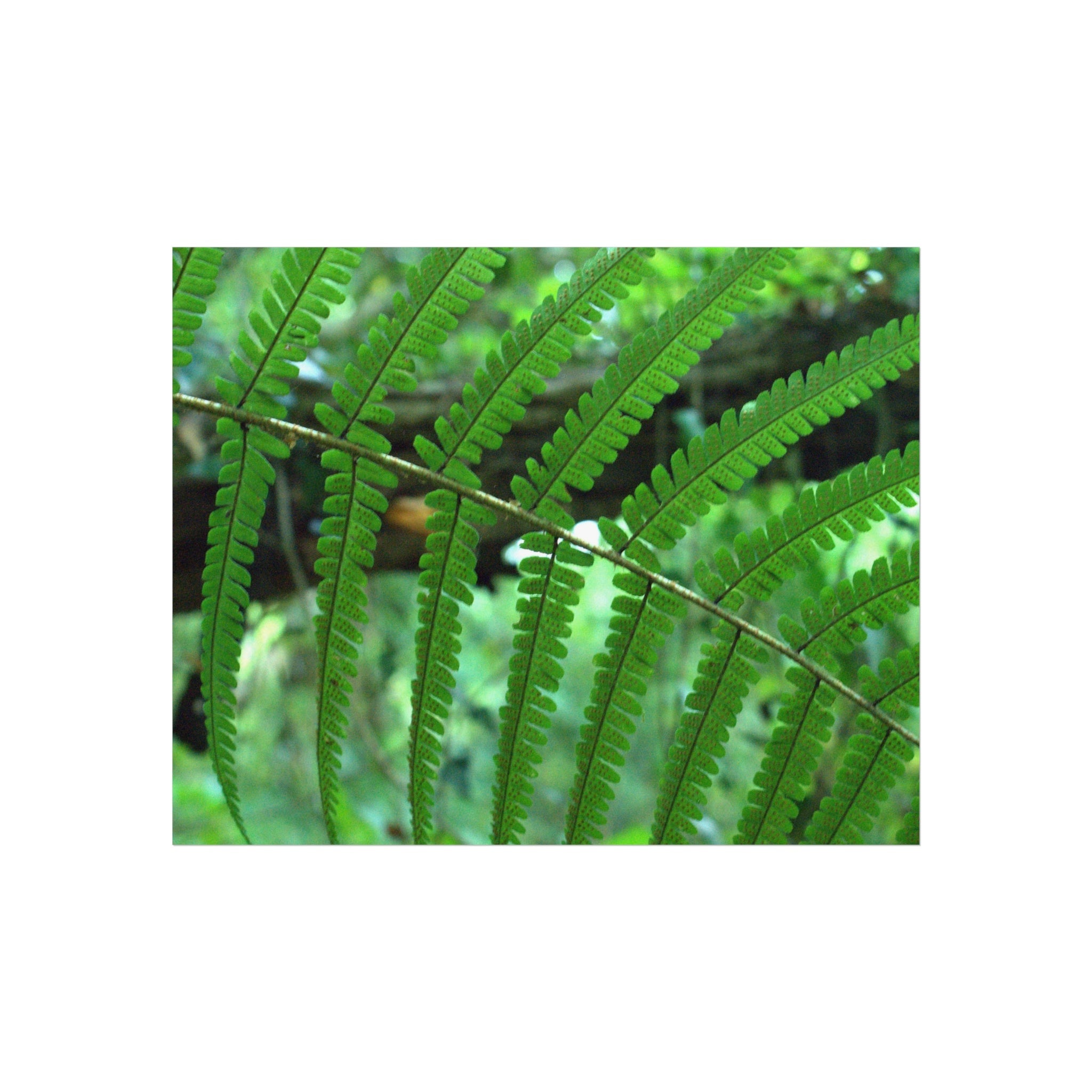 Green Fern original botanical photograph