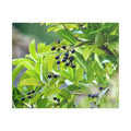 Nature Study original nature photography satin stretched canvas
