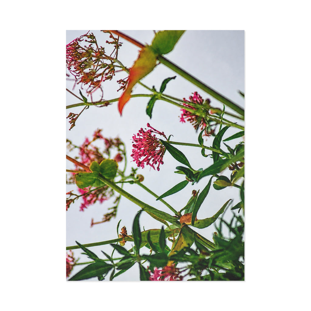 Wildflower Fine Art Post Card