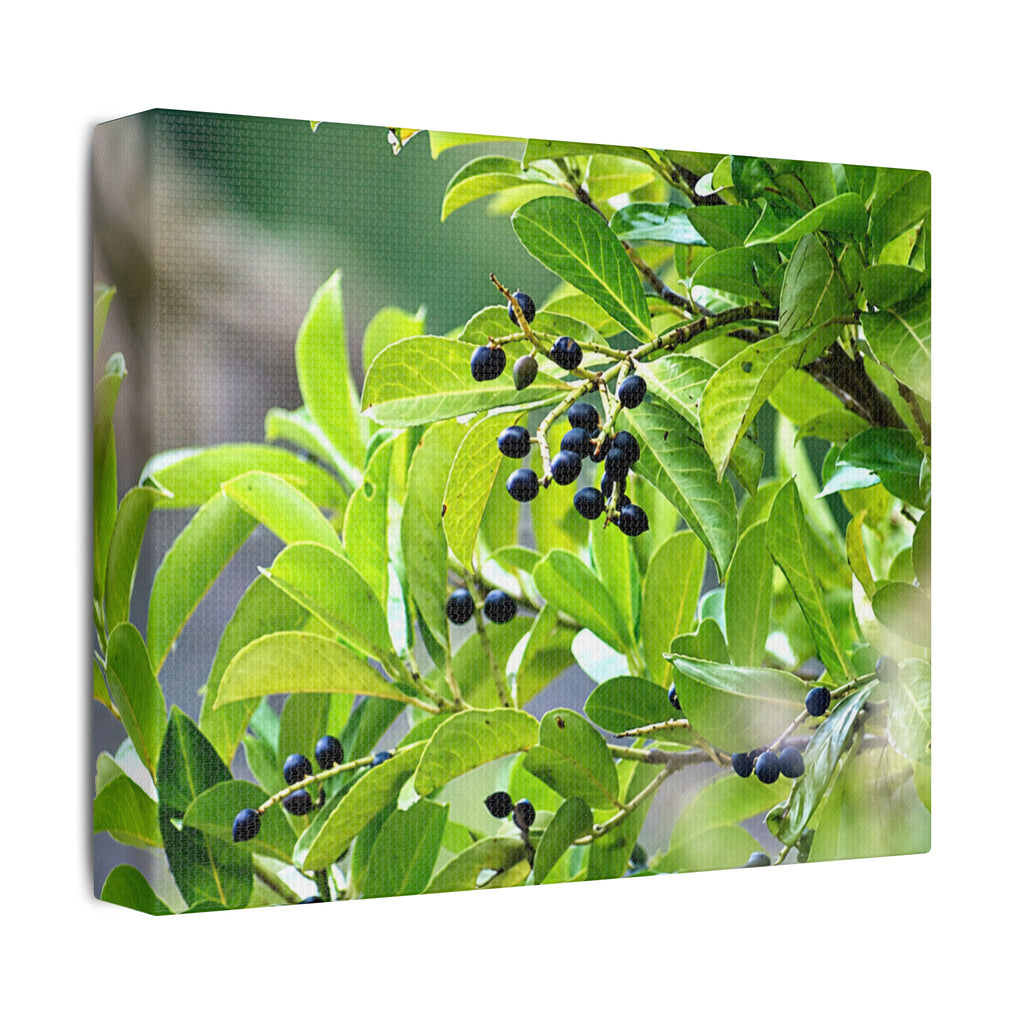 Nature Study Satin Stretched Canvas — Original Nature Photography