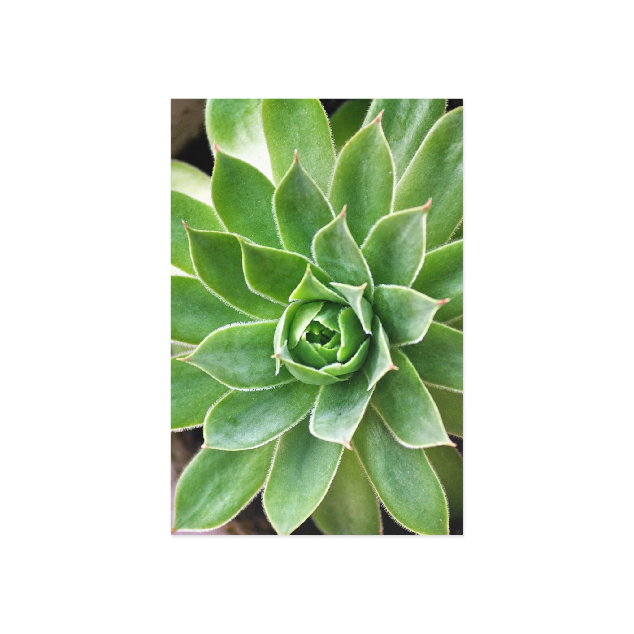 Alternate view of Succulent Fine Art Postcard