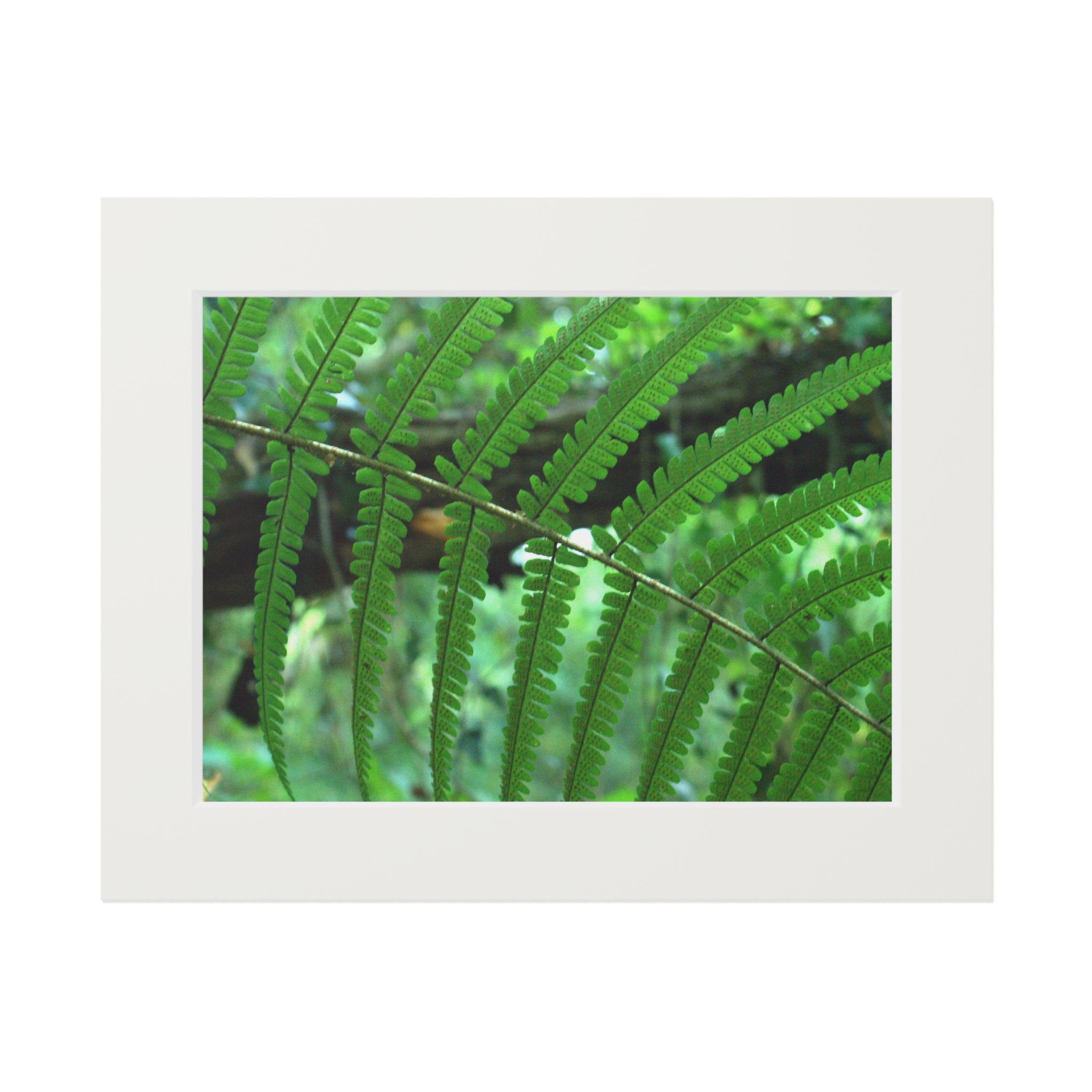 Green Fern original botanical photography mounted fine art print