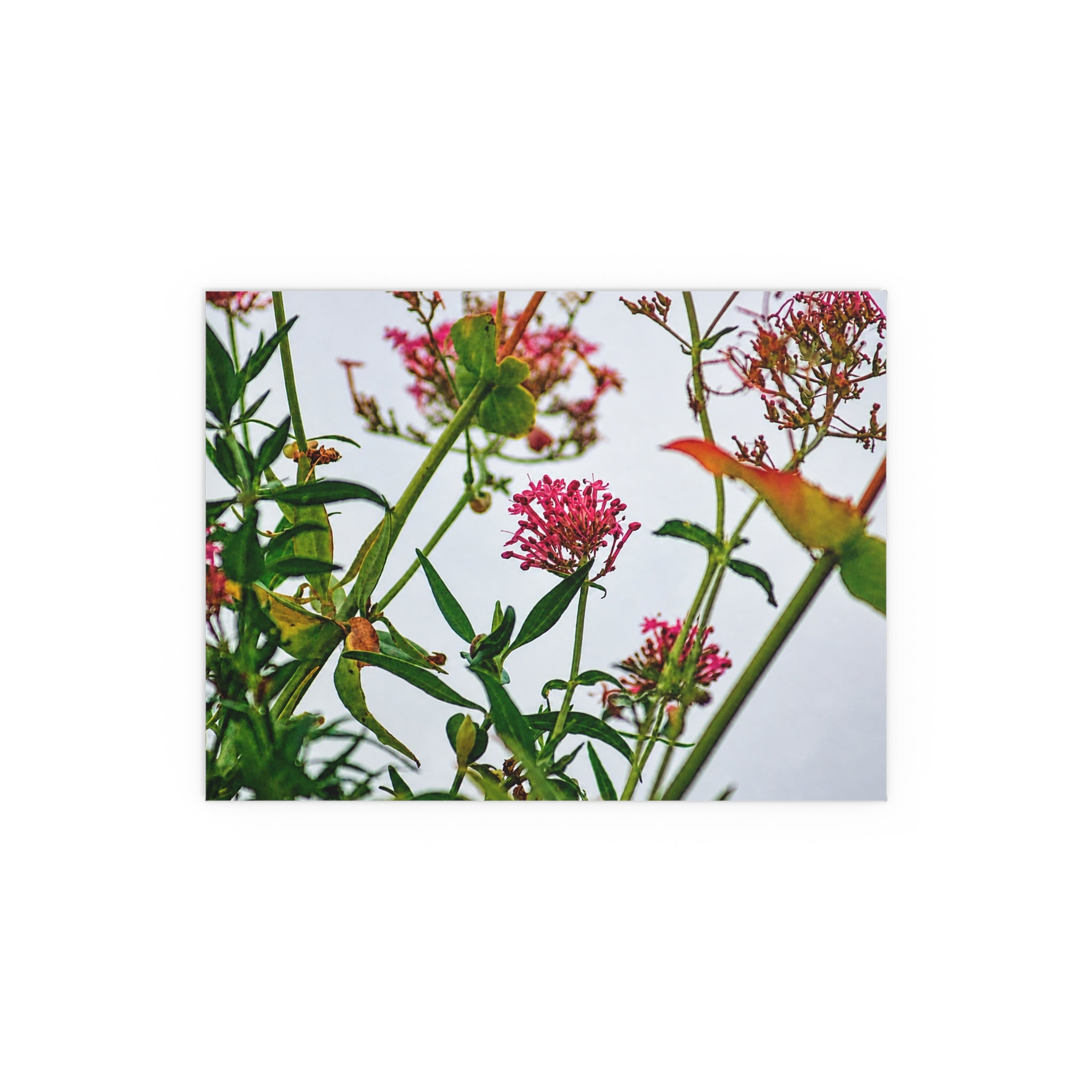 Pink wildflower nature photography silk poster — Nature Noticed