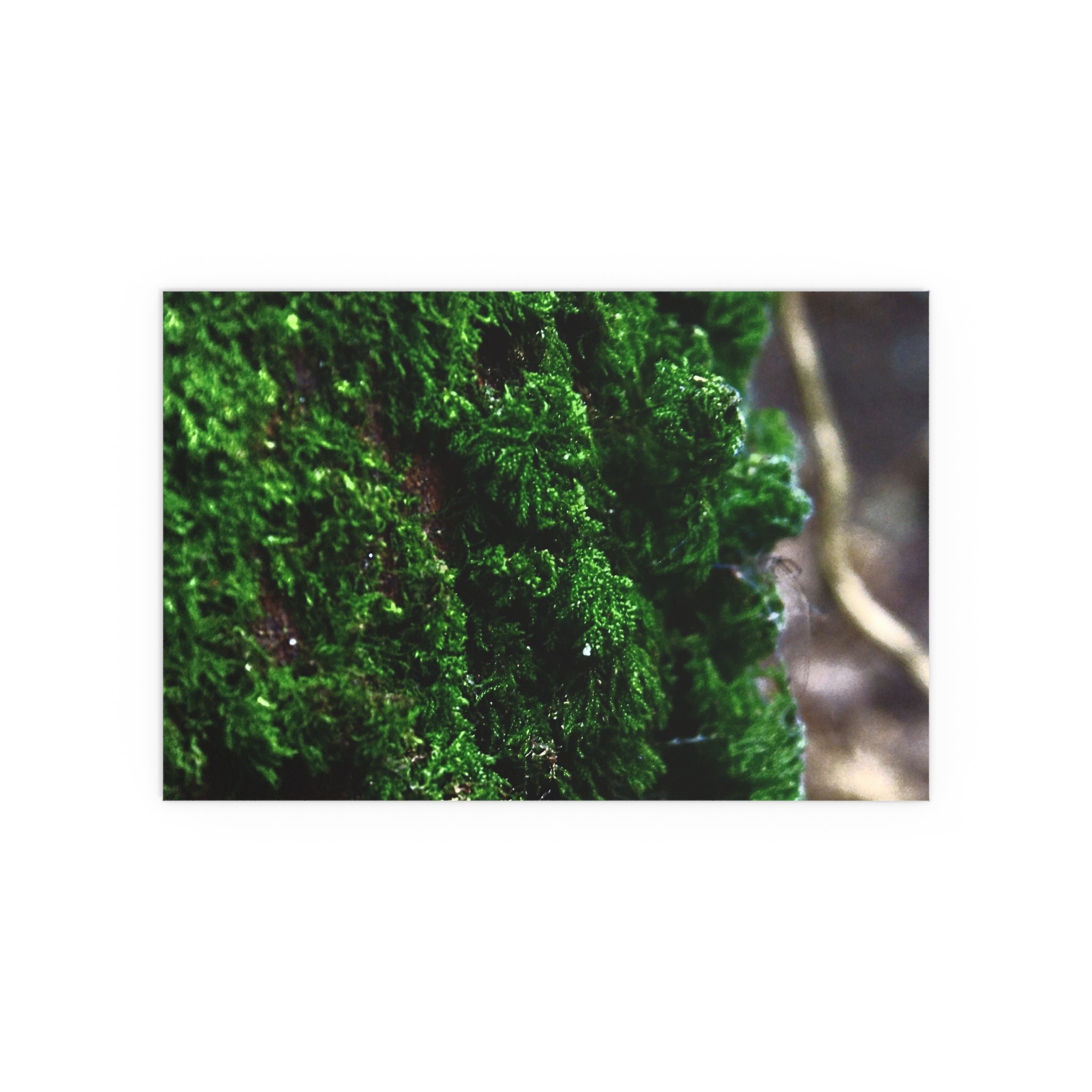 Moss close-up nature photography silk poster — Nature Noticed