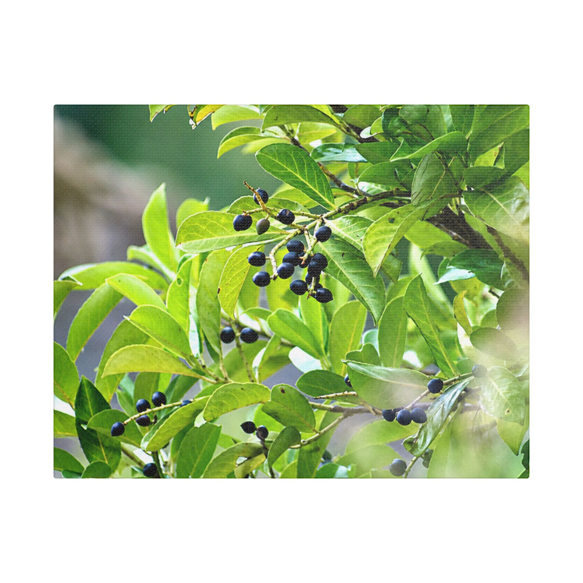 Nature Study Satin Stretched Canvas — Original Nature Photography