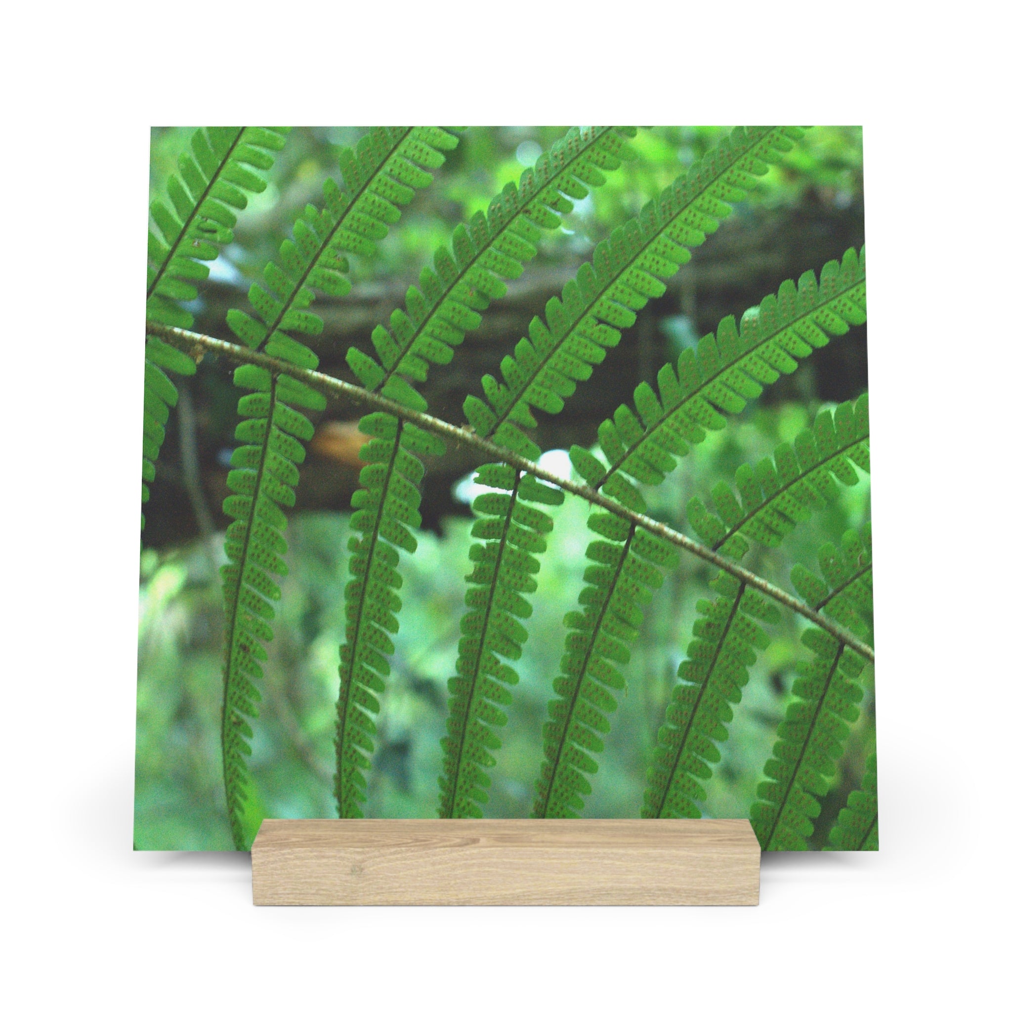 Green Fern botanical photography gallery board with oak stand