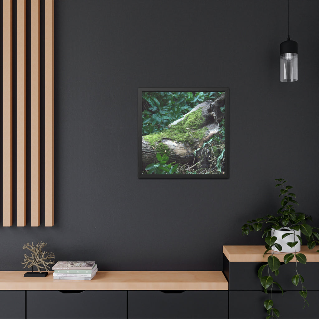 Mossy Woodland Framed Poster — Original Forest Photography