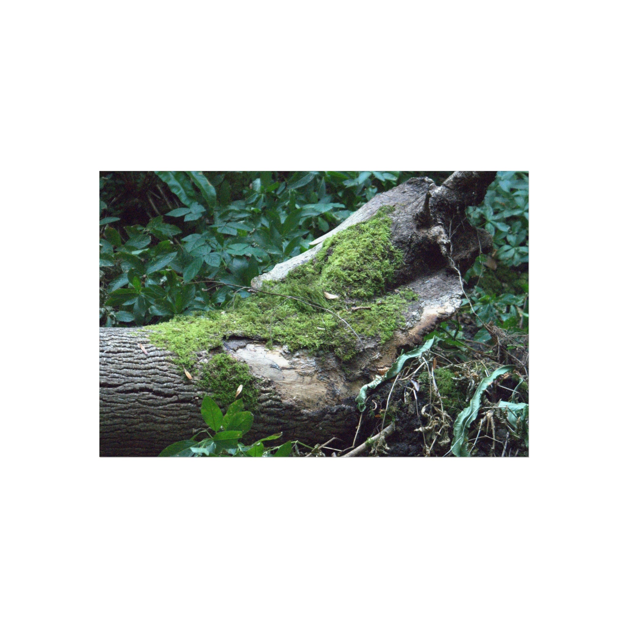 Alternate view of Mossy Woodland Fine Art Poster