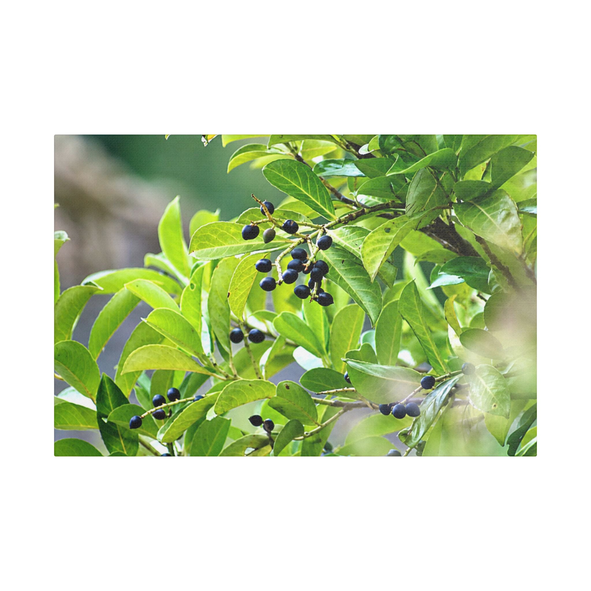 Nature Study Satin Stretched Canvas — Original Nature Photography