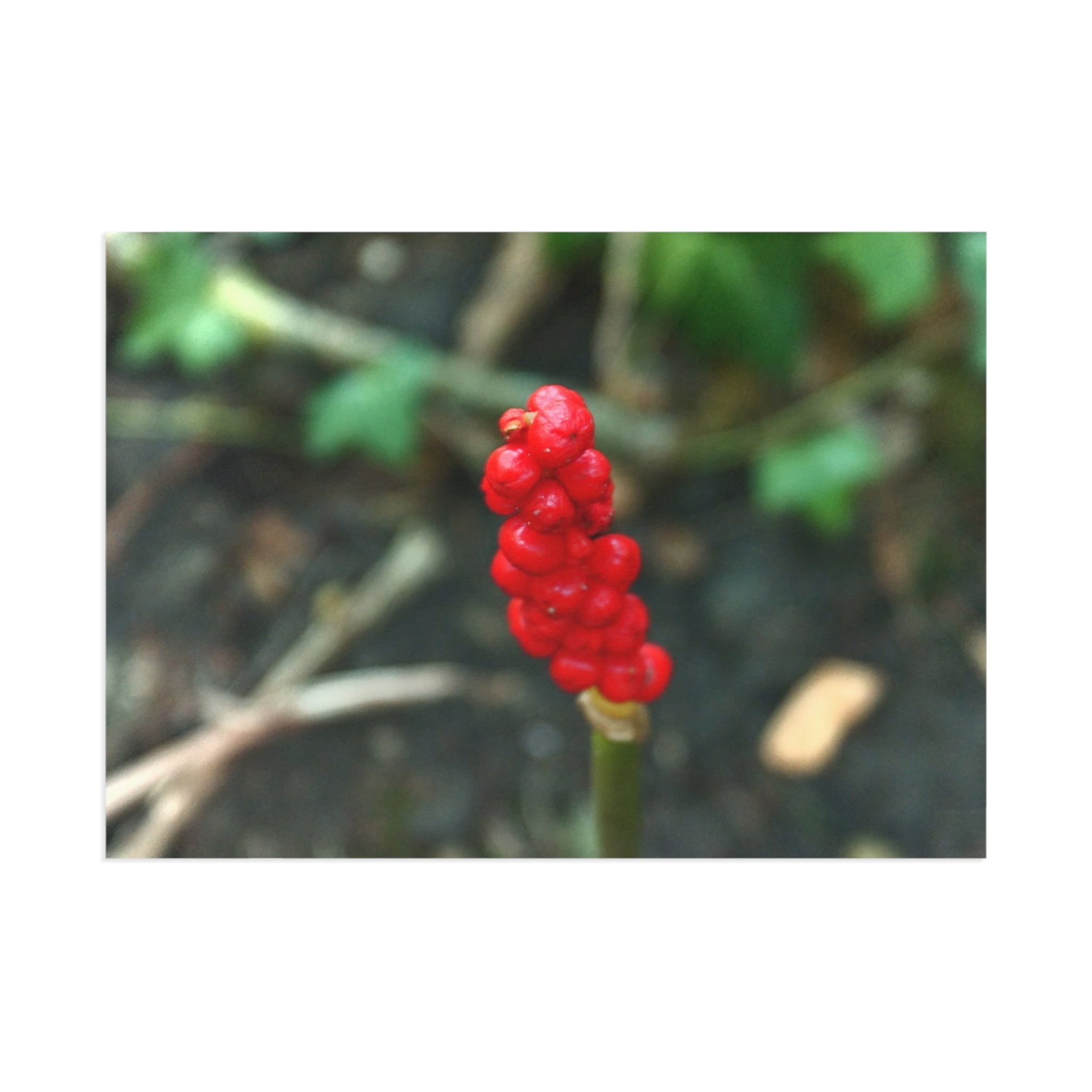 Red Berry Botanical Fine Art Post Card