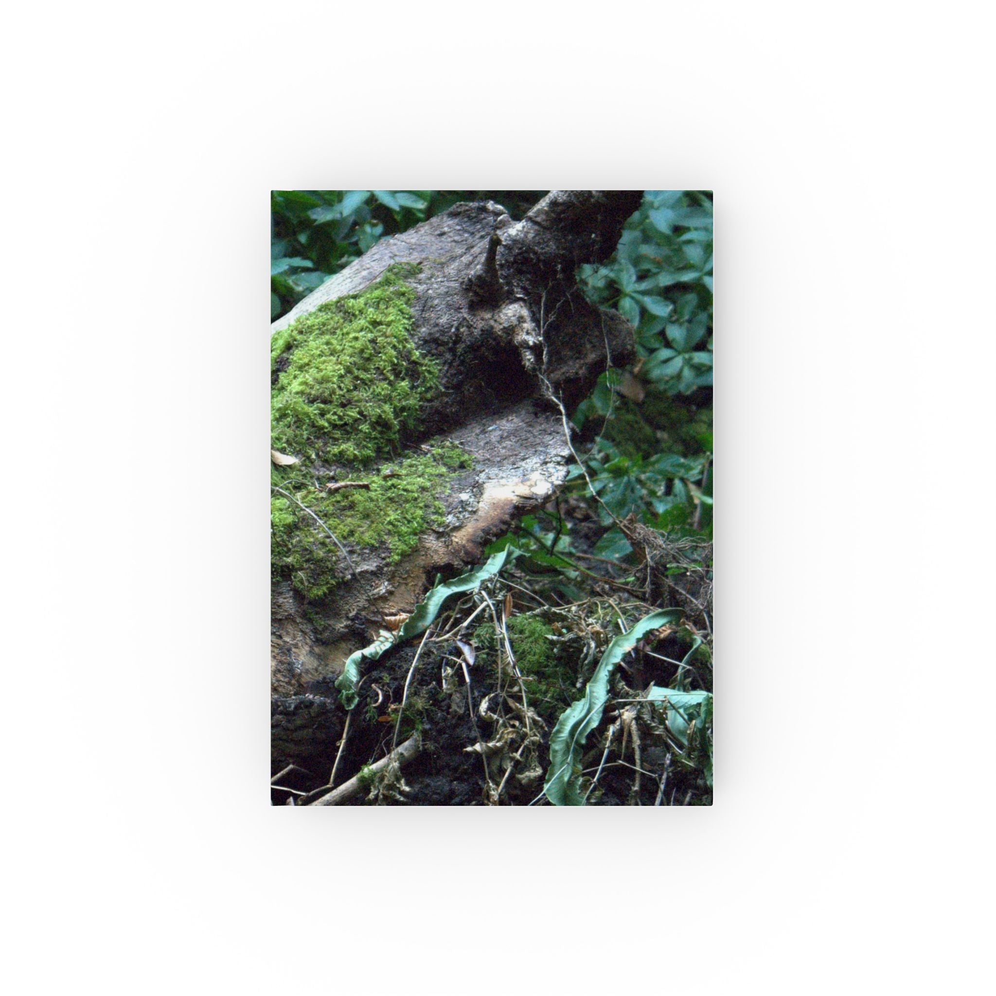 Mossy Woodland hardback journal featuring original forest photography