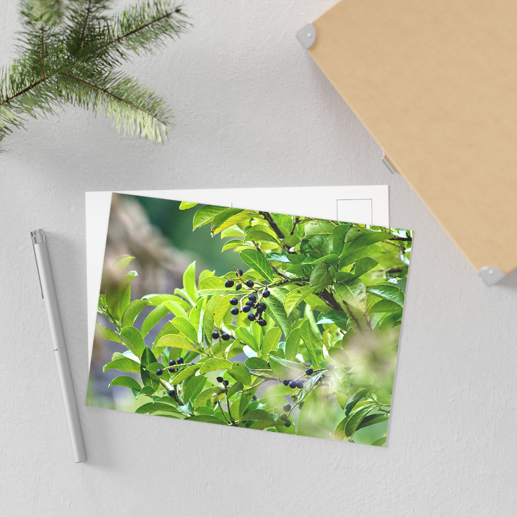 Green Leaves & Berries Fine Art Post Card