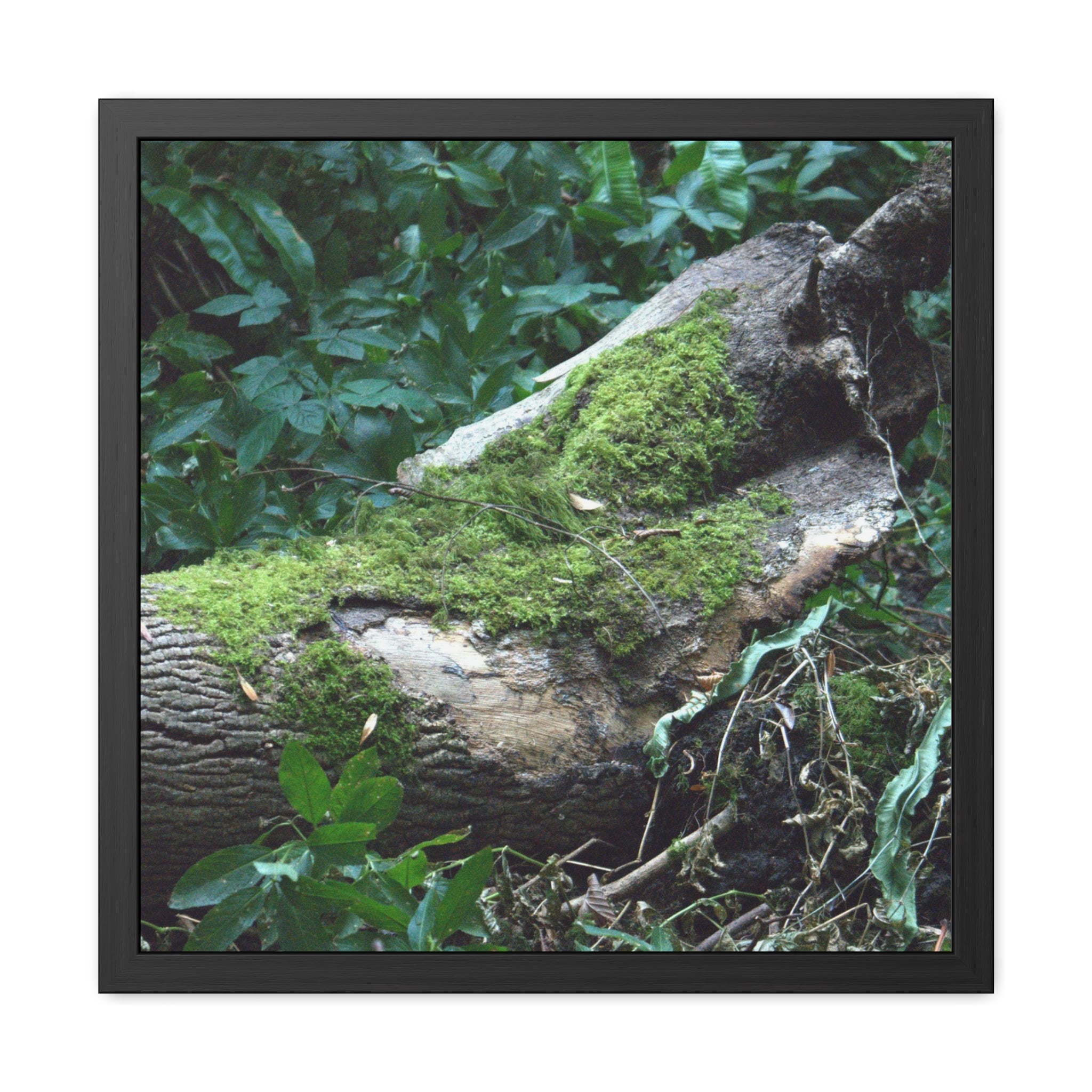 Moss-covered woodland log framed nature photography poster