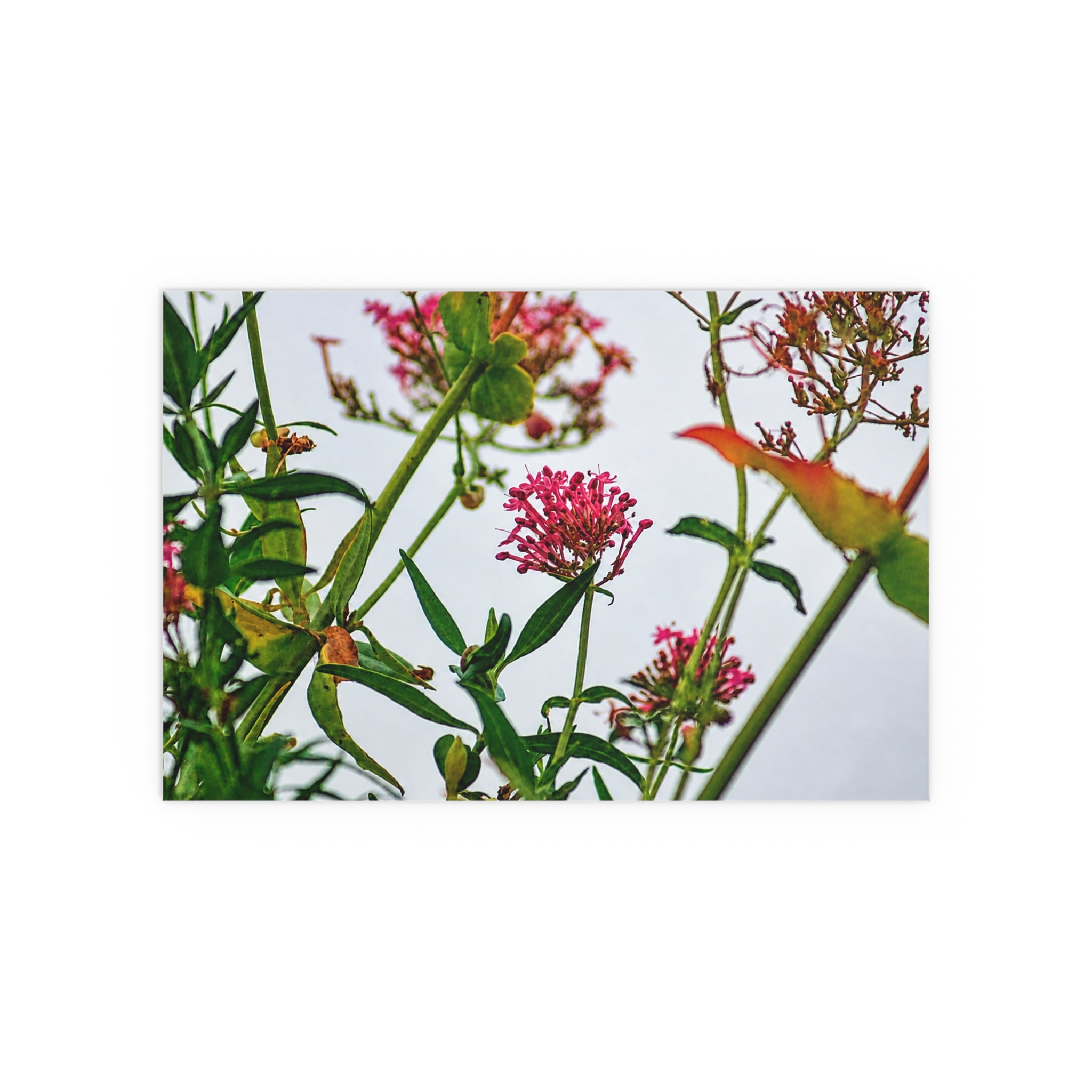 Pink wildflower nature photography silk poster — Nature Noticed