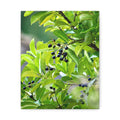 Nature Study original nature photography stretched canvas