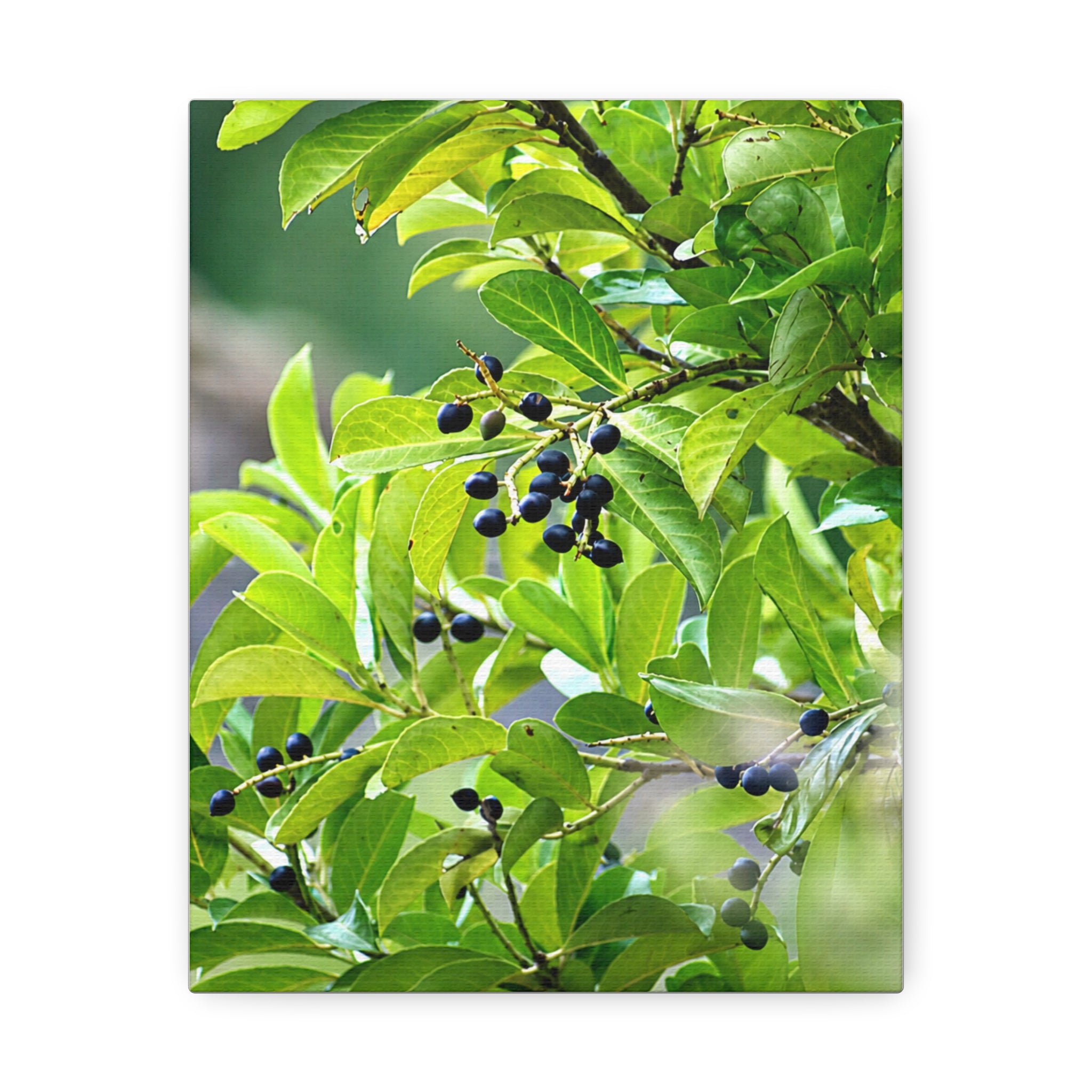 Nature Study original nature photography stretched canvas
