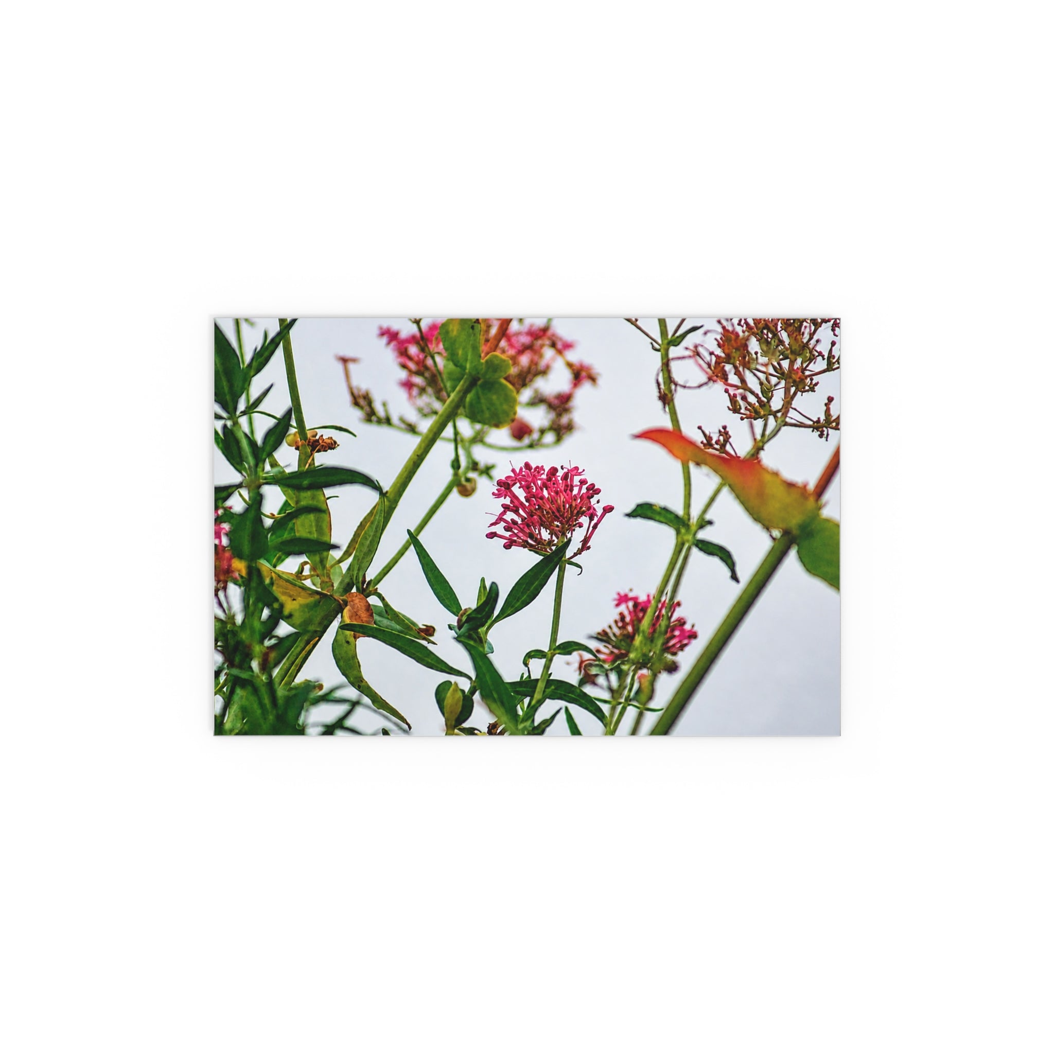 Pink wildflower nature photography silk poster — Nature Noticed