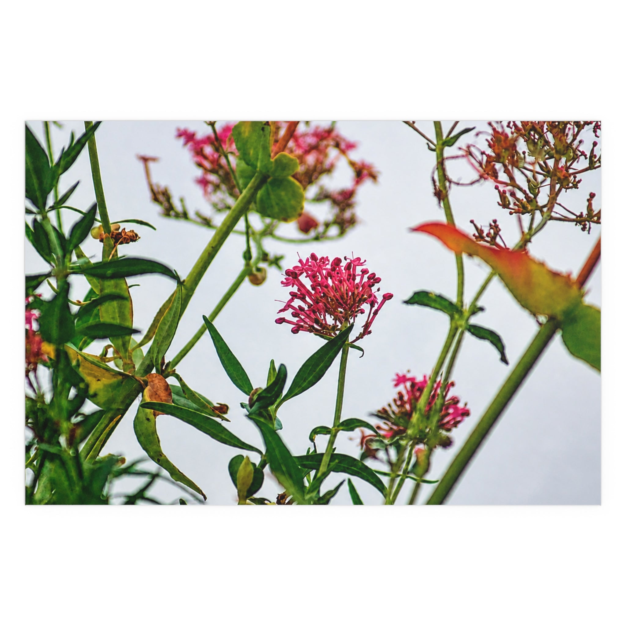 Pink wildflower nature photography silk poster — Nature Noticed