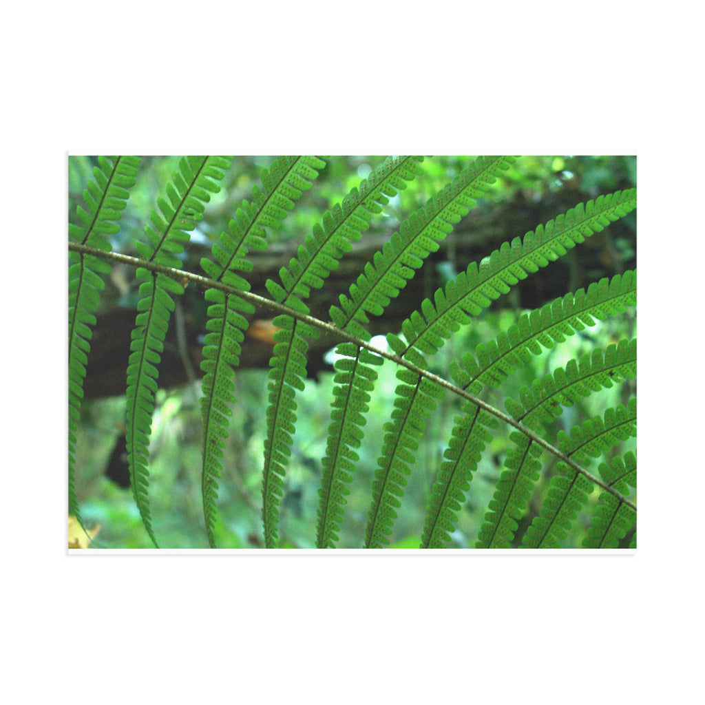 Fern Fine Art Post Card