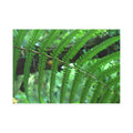 Fern Fine Art Post Card
