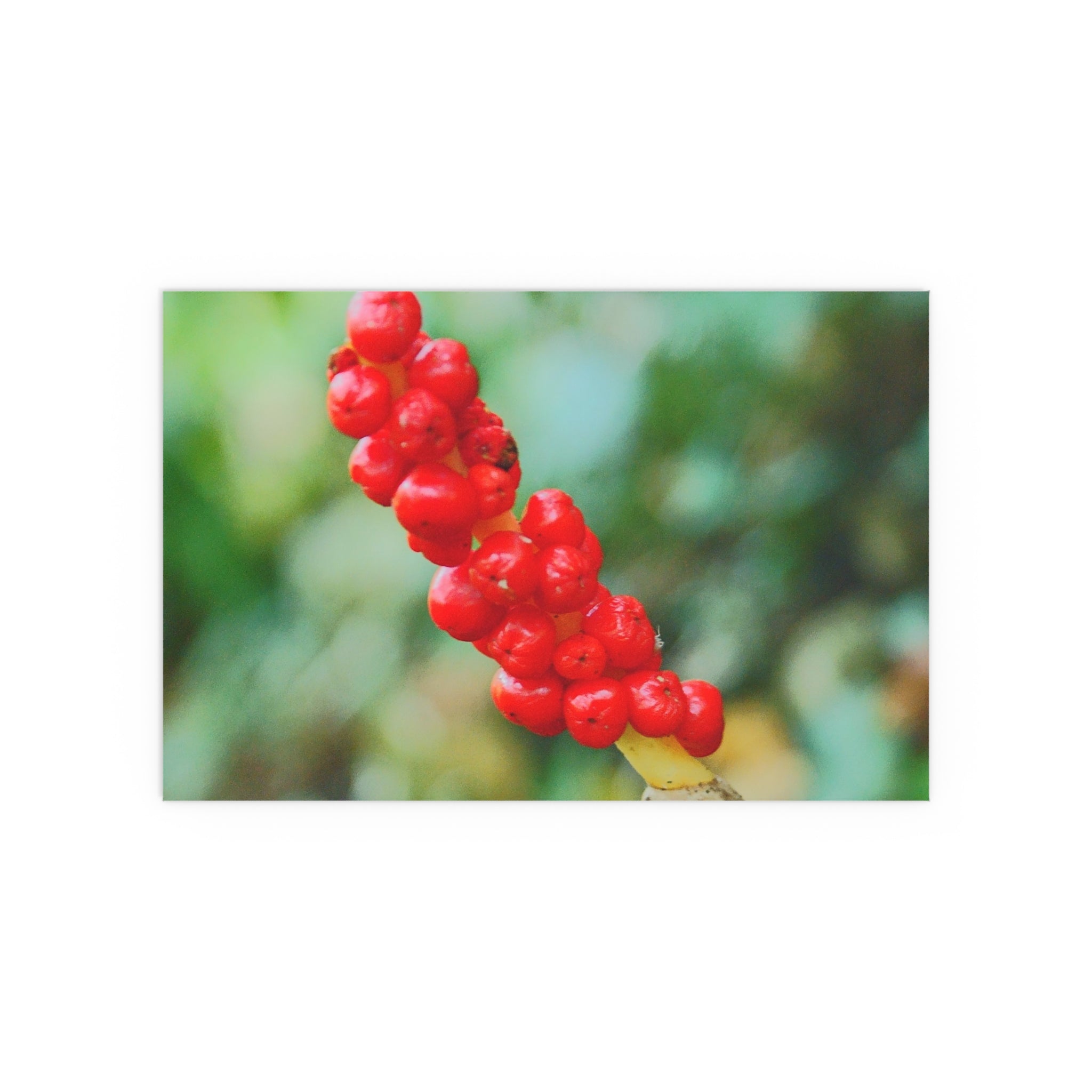 Red berry botanical nature photography silk poster — Nature Noticed