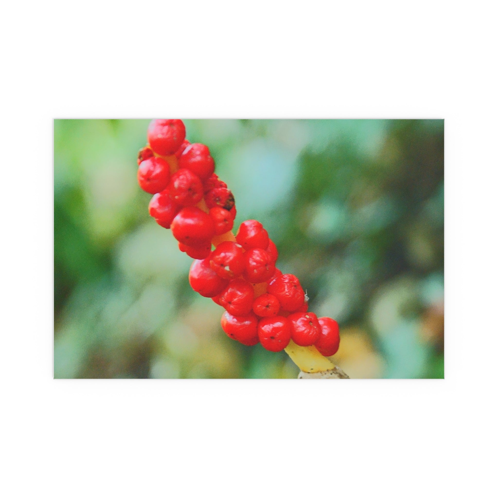 Red berry botanical nature photography silk poster — Nature Noticed