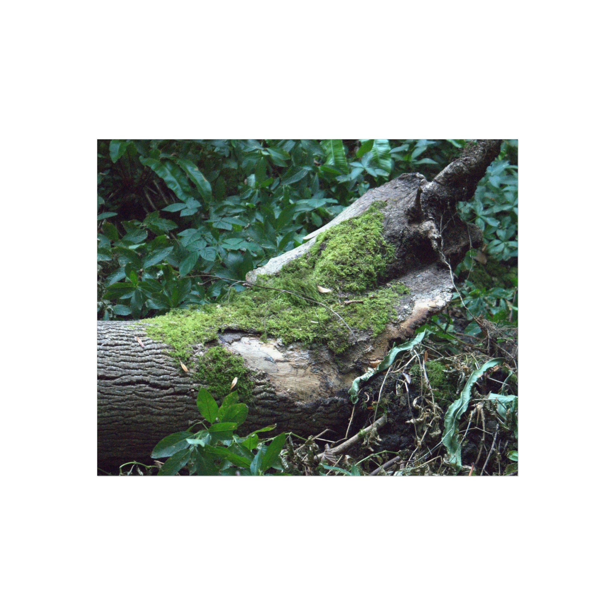 Moss-covered fallen log woodland photography fine art poster