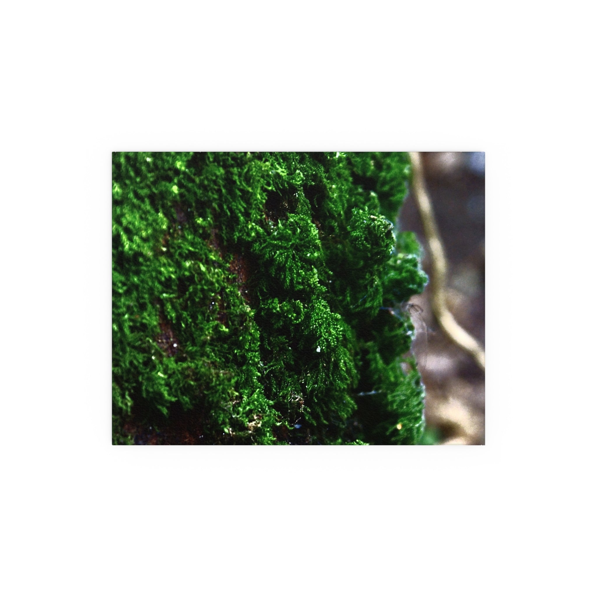 Moss close-up nature photography silk poster — Nature Noticed