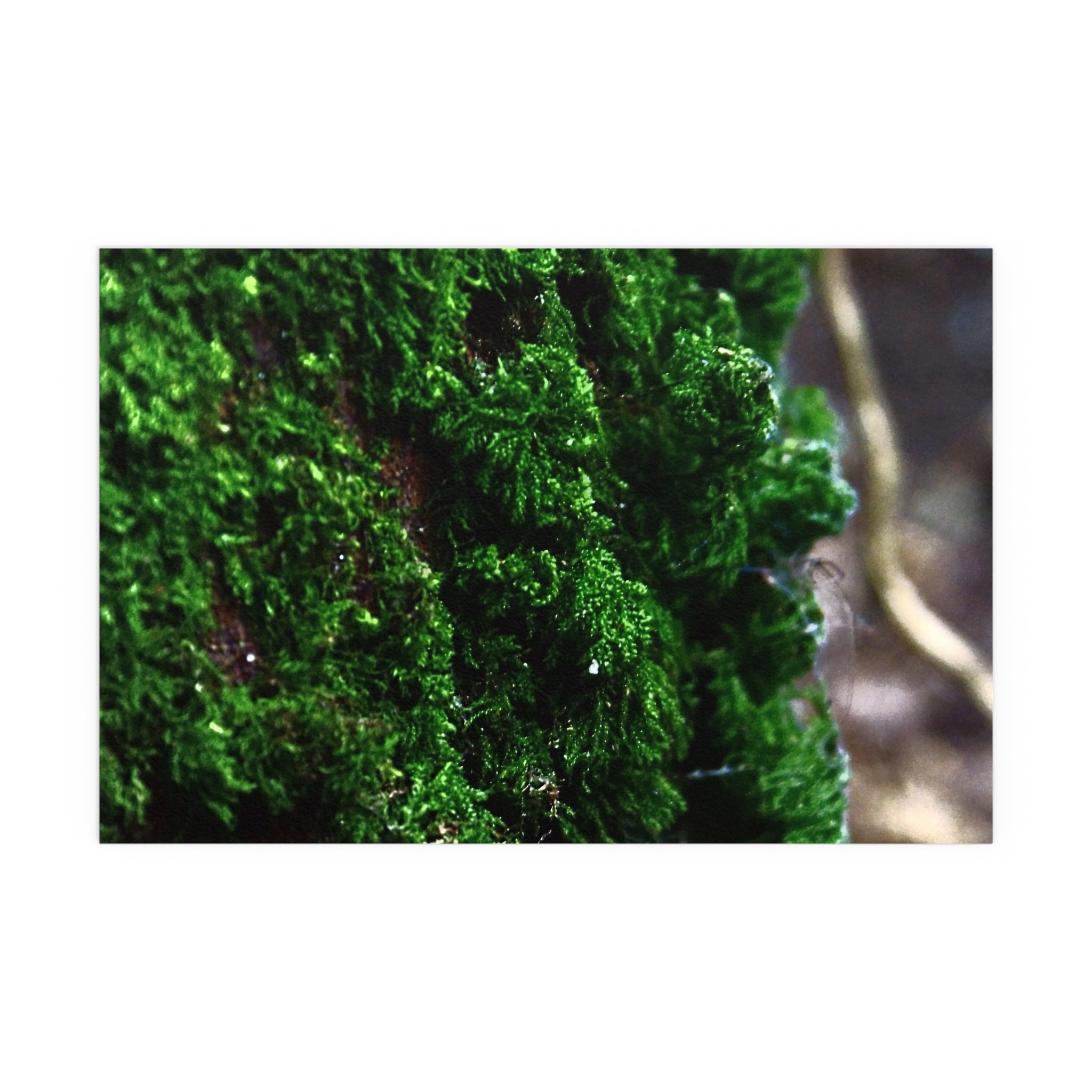 Moss close-up nature photography silk poster — Nature Noticed