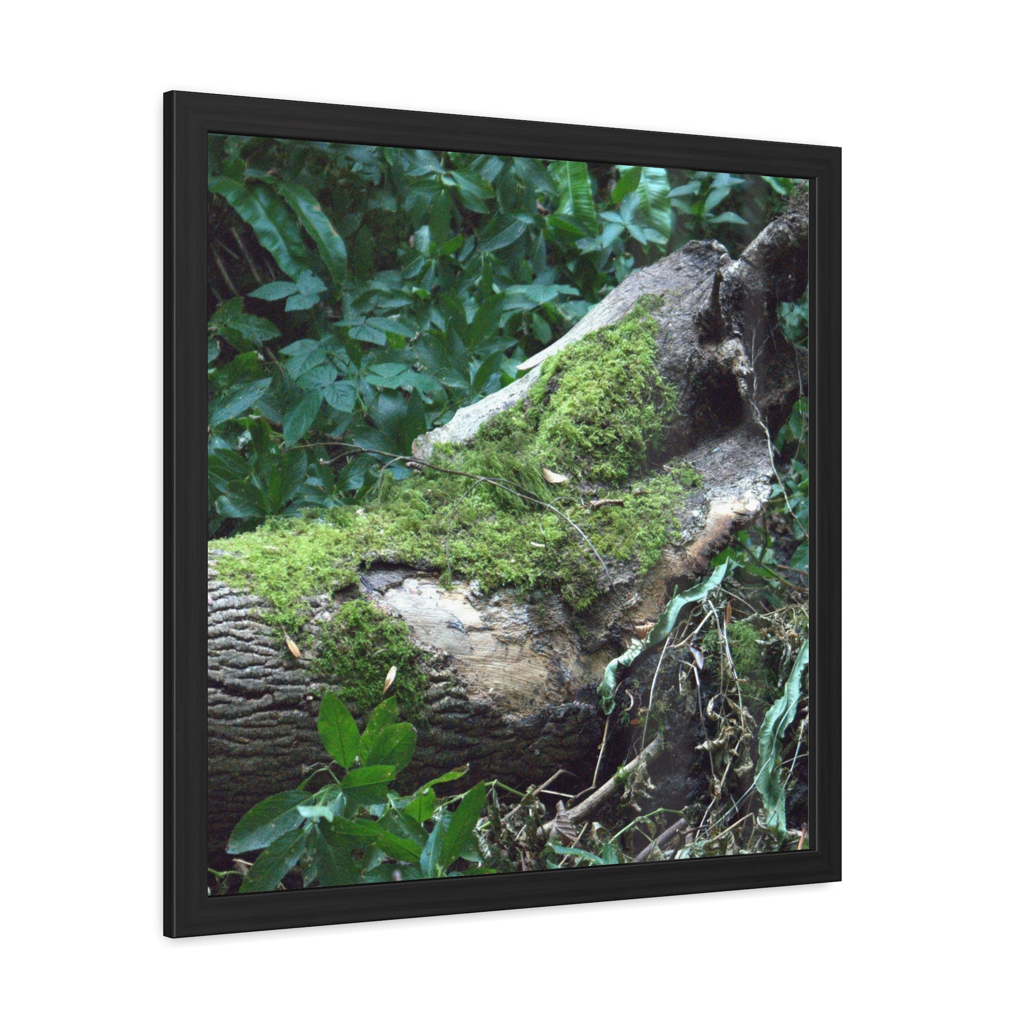 Alternate view of Mossy Woodland Framed Poster