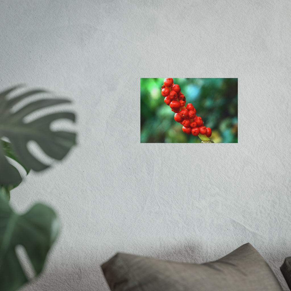 Scarlet Berries Fine Art Poster — Original Botanical Photography