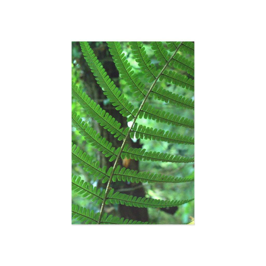 Alternate view of Green Fern Fine Art Postcard