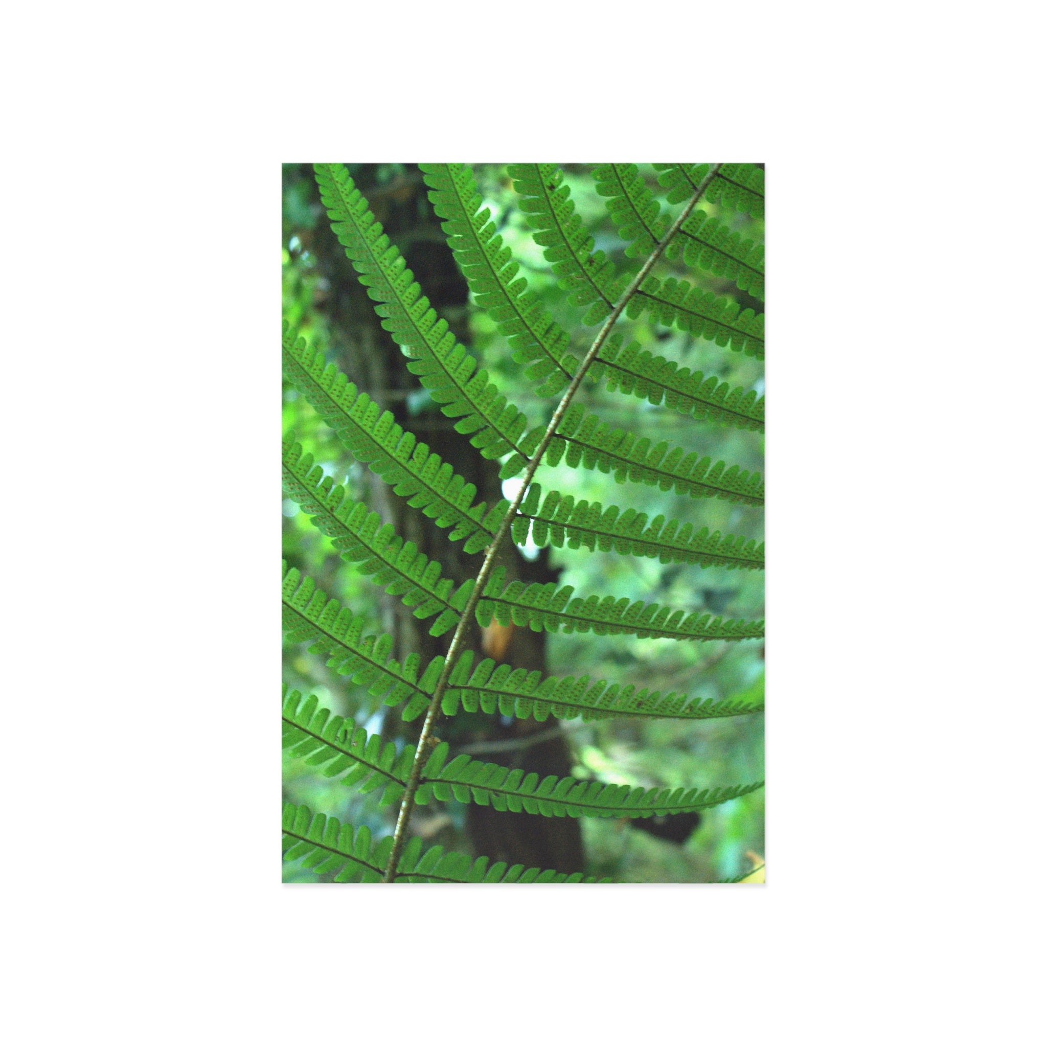 Alternate view of Green Fern Fine Art Postcard