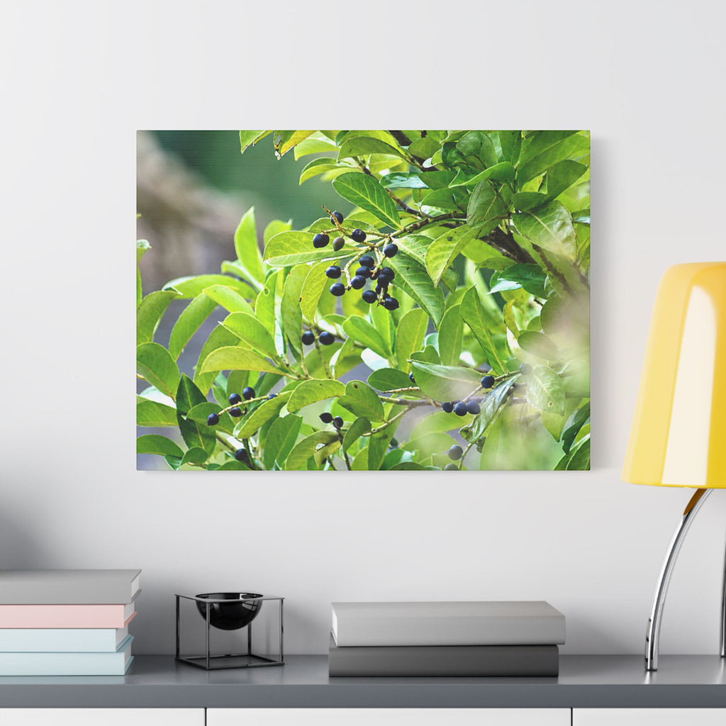 Nature Study Satin Stretched Canvas — Original Nature Photography