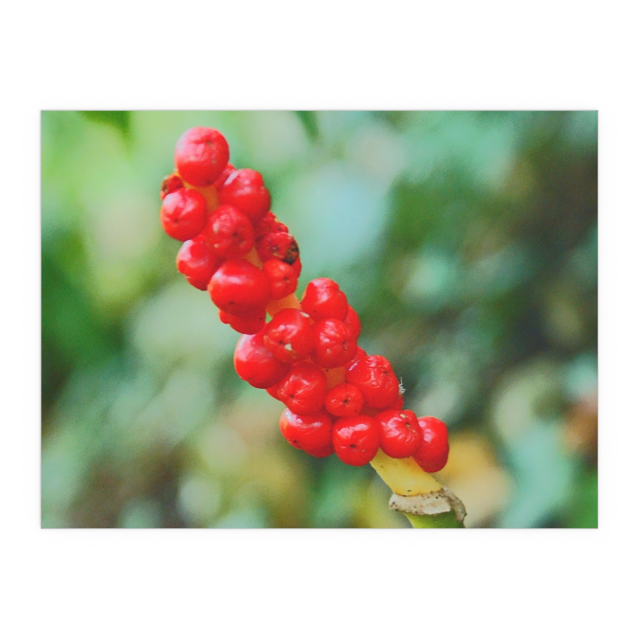 Red berry botanical nature photography silk poster — Nature Noticed