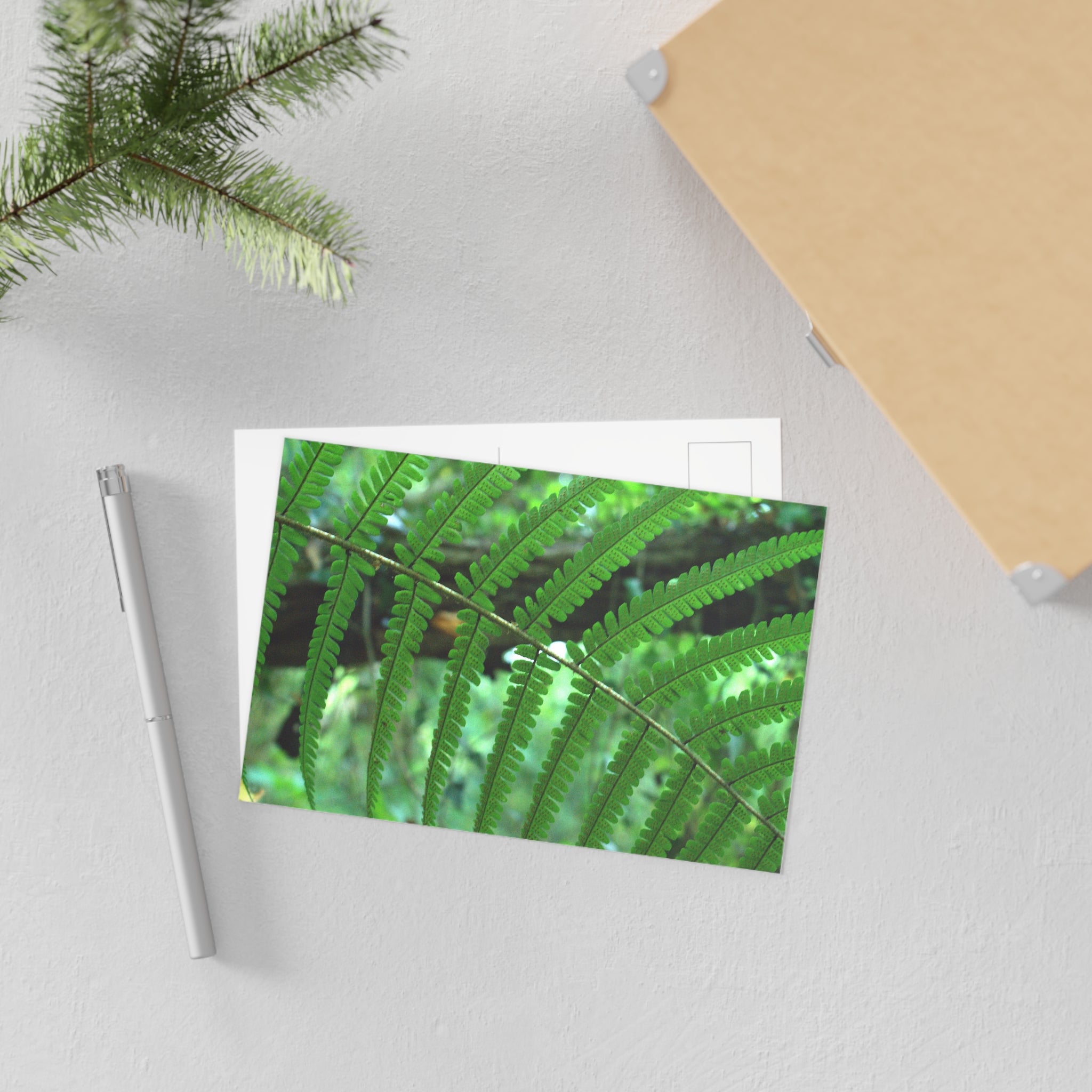 Green Fern Fine Art Postcard — Original Botanical Photography