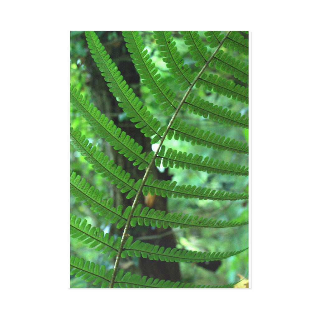 Fern Fine Art Post Card