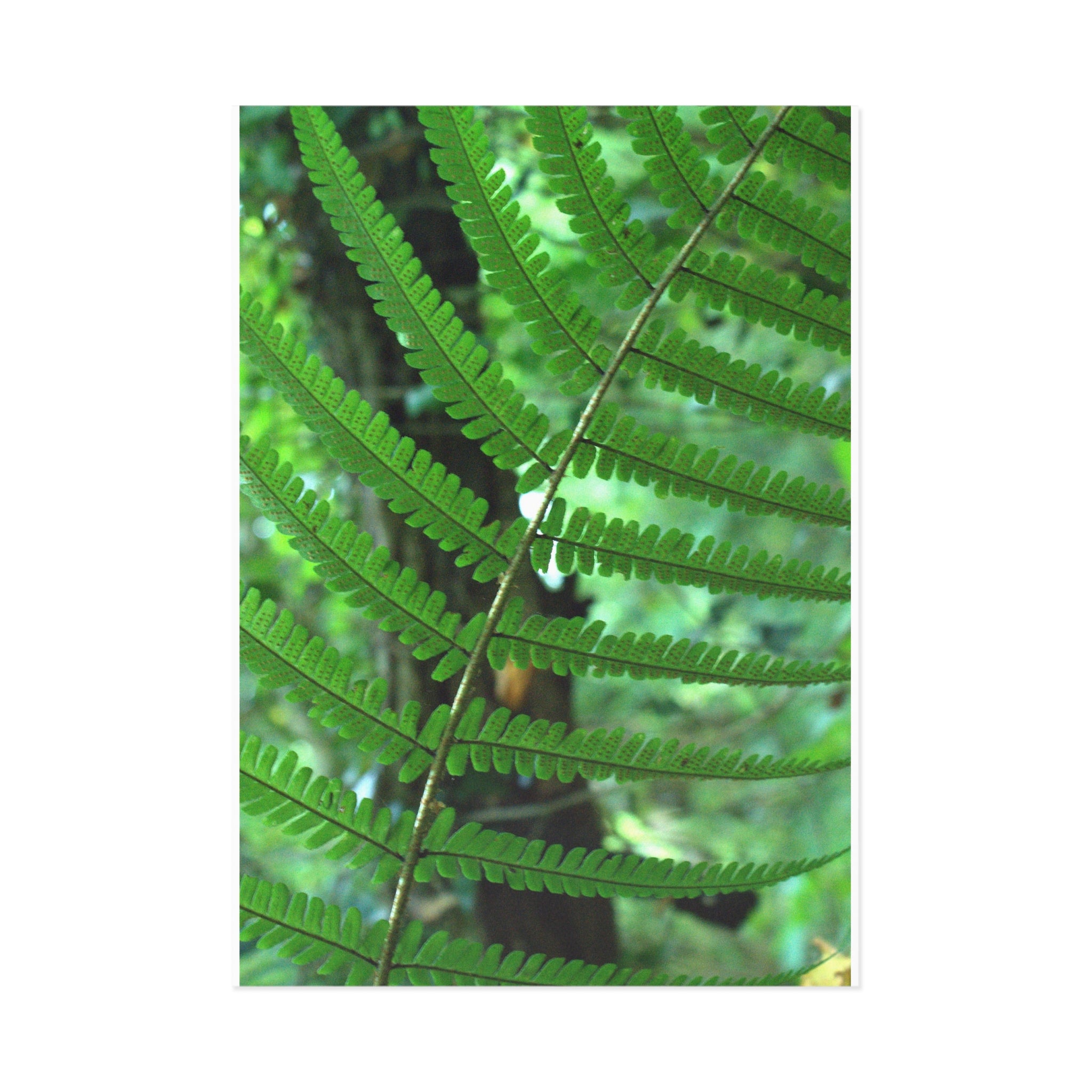 Fern Fine Art Post Card