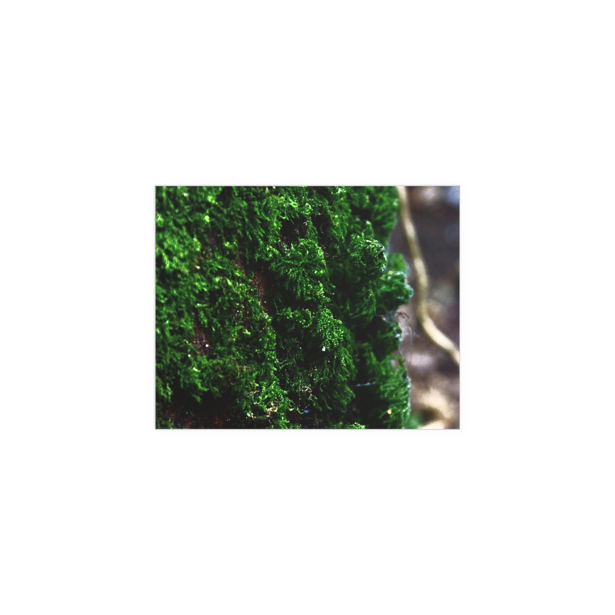 Moss close-up nature photography silk poster — Nature Noticed