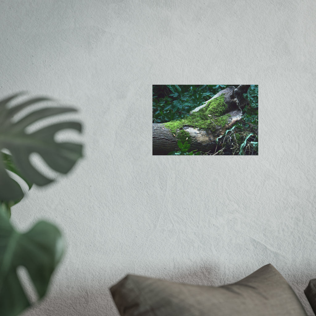 Mossy Woodland Fine Art Poster — Original Forest Photography