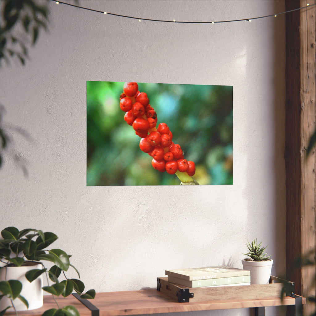 Scarlet Berries Fine Art Poster — Original Botanical Photography