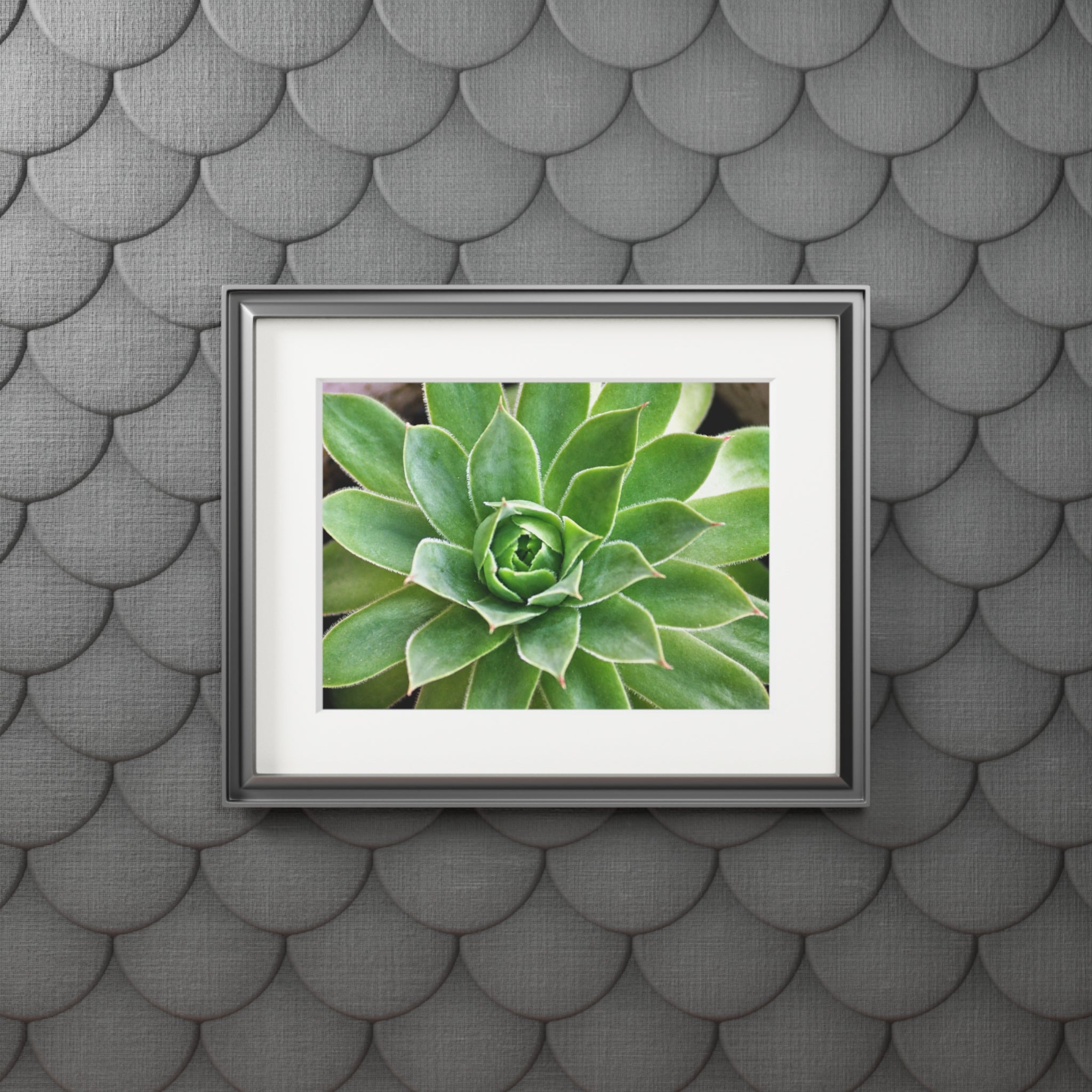 Succulent Passepartout Fine Art Print — Original Botanical Photography