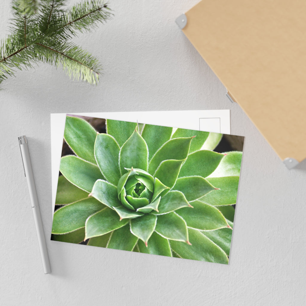 Succulent Fine Art Post Card