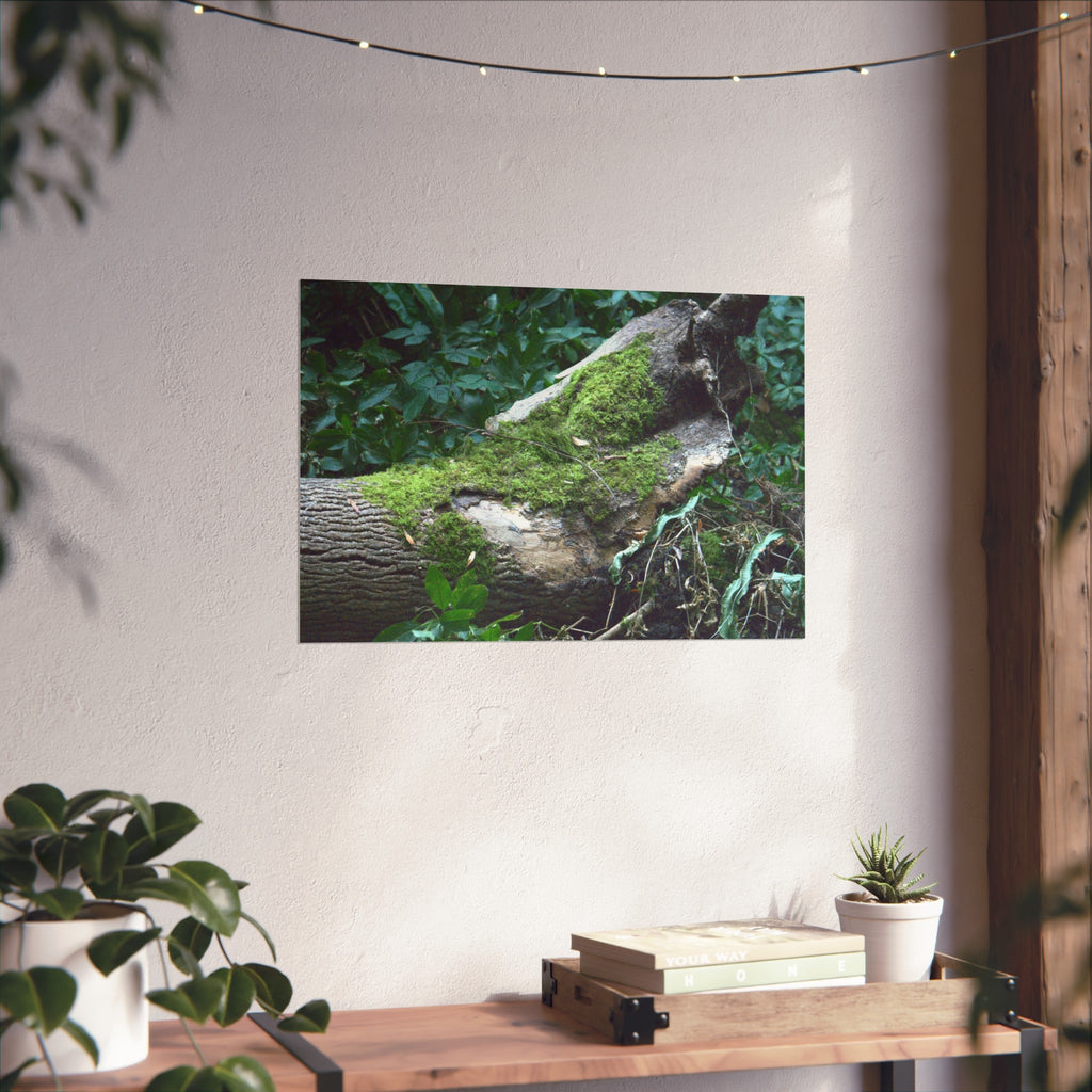 Mossy Woodland Fine Art Poster — Original Forest Photography