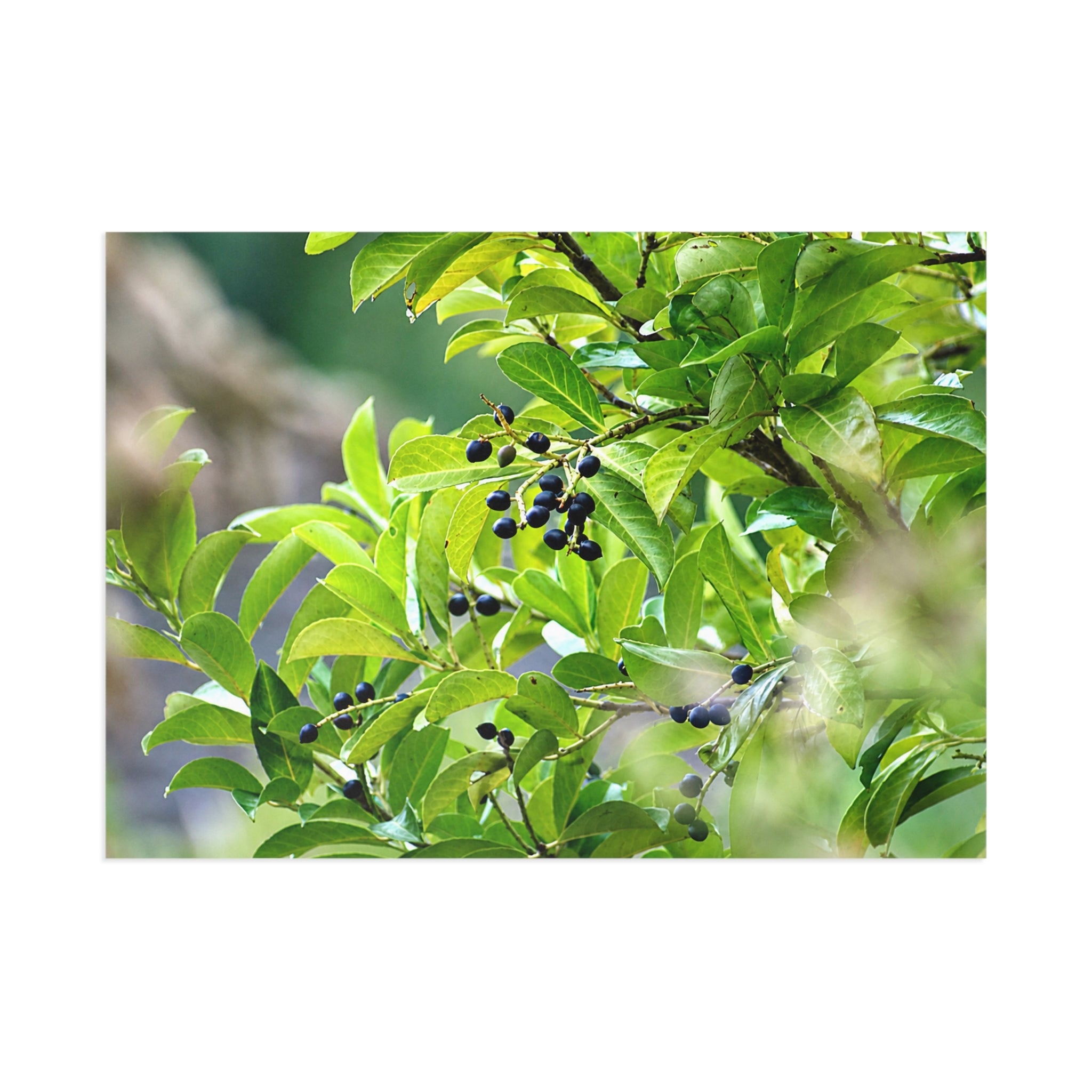 Green Leaves & Berries Fine Art Post Card