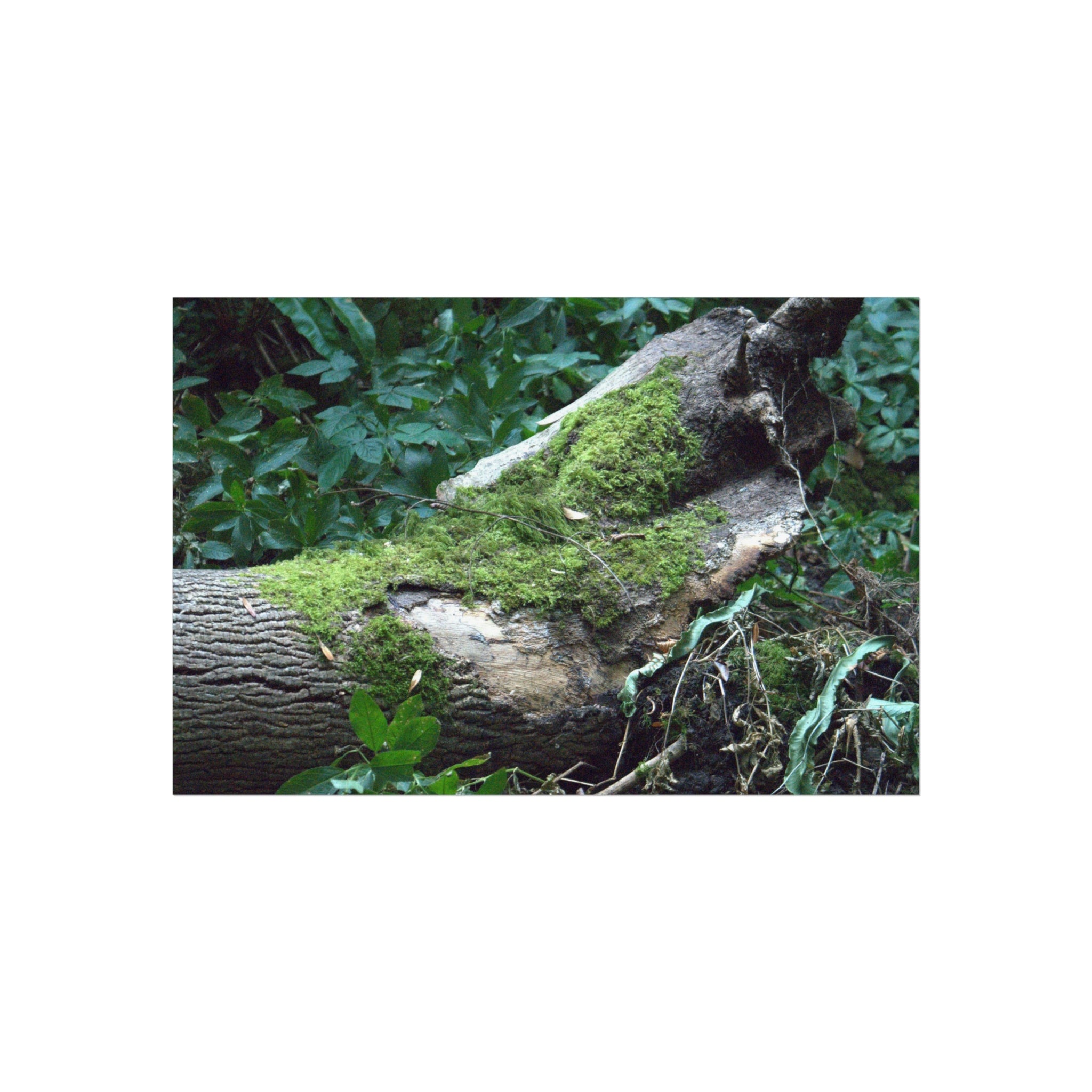 Mossy Woodland Fine Art Poster — Original Forest Photography